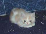 Exotic Cat