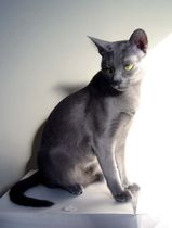 Korat Cat