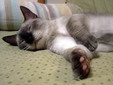 Munchkin Cat