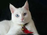 Ojos Azules Cat