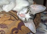 Oriental Shorthair Cat