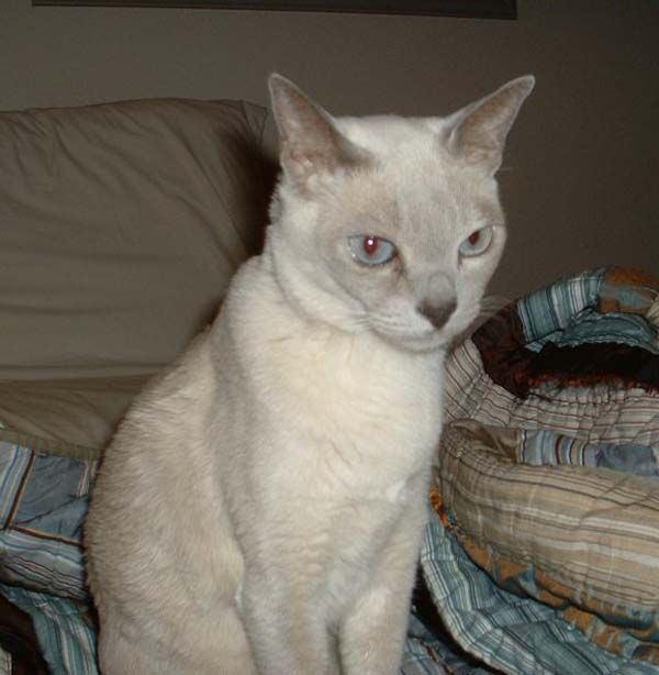 Tonkinese Cat photo