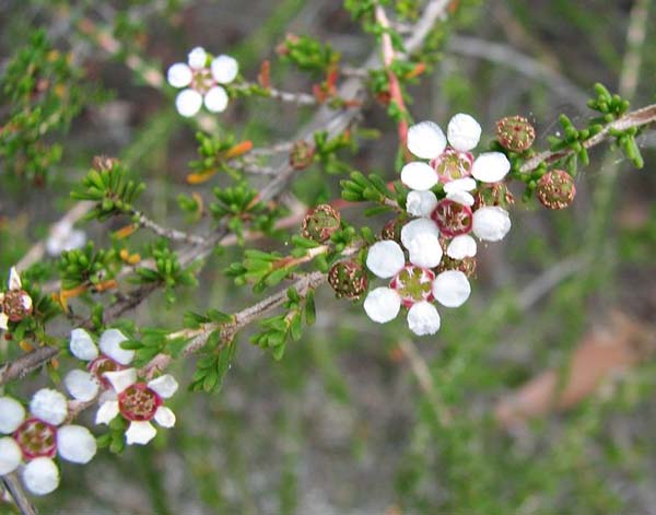 Astartea 'Winter Pink' photo