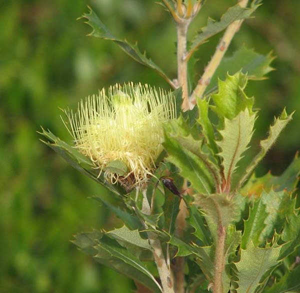 Banksia anatona photo