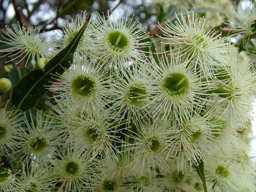 Corymbia gummifera photo