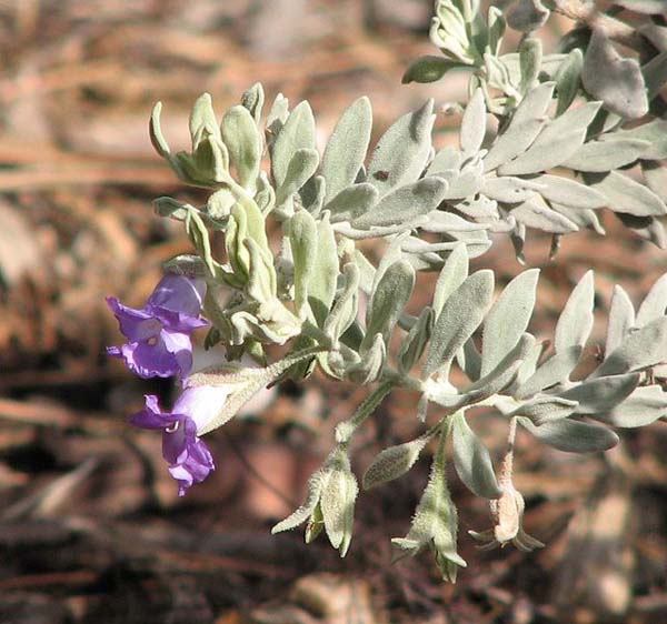 Eremophila bowmanii photo