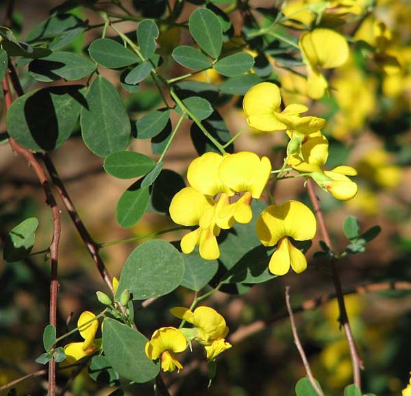 Goodenia lotifolia photo