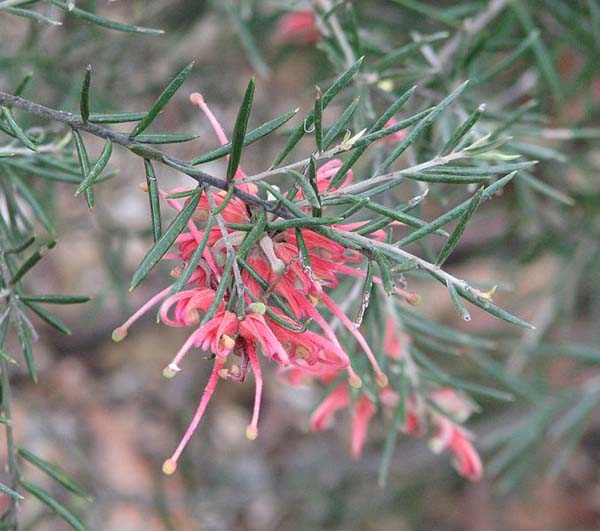 Grevillea 'Dargan Hill' photo