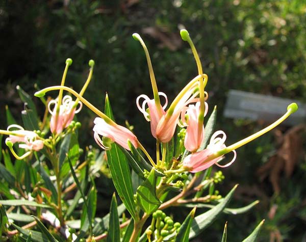 Grevillea 'Forest Rambler' photo