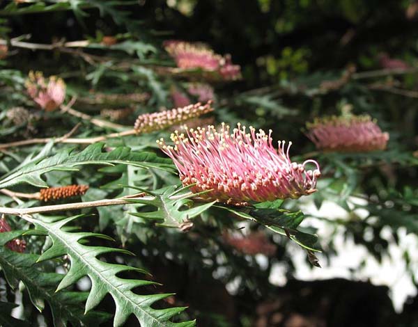 Grevillea 'Poorinda Anticipation' photo