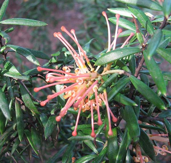 Grevillea 'Poorinda Queen' photo