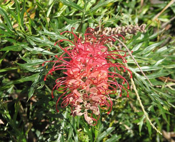 Grevillea 'Robyn Gordon' photo