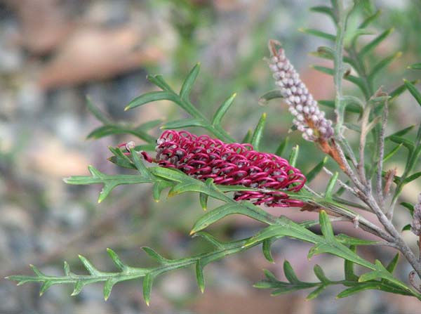 Grevillea 'Simply Sarah' photo