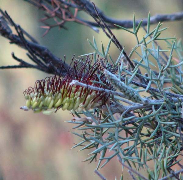 Grevillea armigera photo