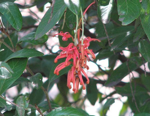Grevillea victoriae  photo