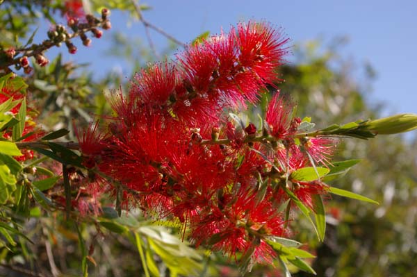 http://www.ozanimals.com/image/albums/plants/OzPlant/IMGP0196-callistemon-viminalis-wildfire.jpg