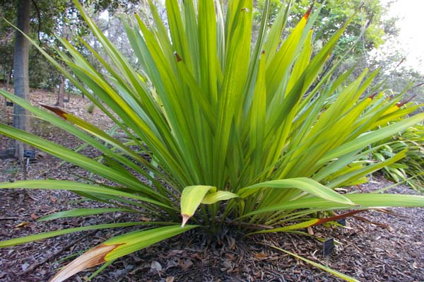 Australian Native Plants - Cycads