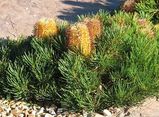 Banksia 'Birthday Candles'