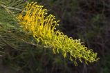 Grevillea 'Golden Lyre'