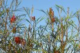 Grevillea 'Firesprite'