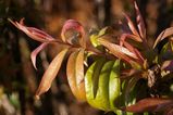 Callistemon 'Great Balls of Fire'