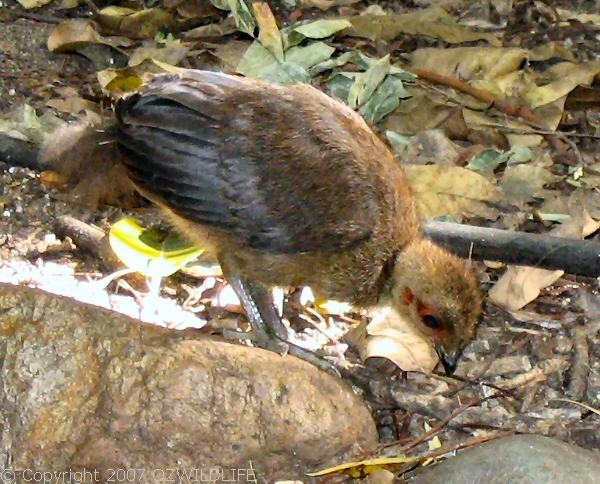 Australian Brush-turkey | Alectura lathami photo