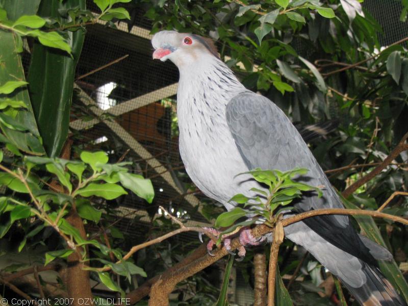 Topknot Pigeon | Lopholaimus antarcticus photo