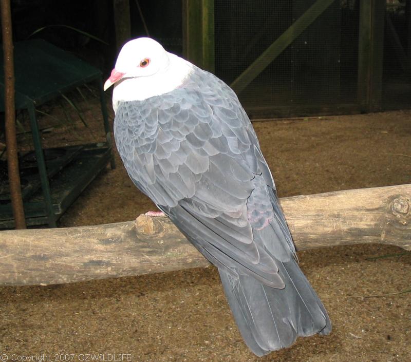 White-headed Pigeon | Columba leucomela photo