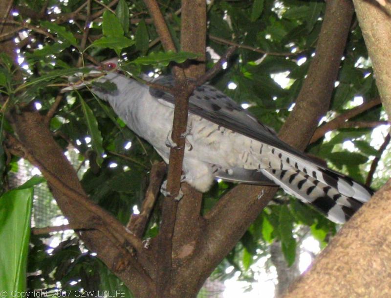 Channel-billed Cuckoo | Scythrops novaehollandiae photo