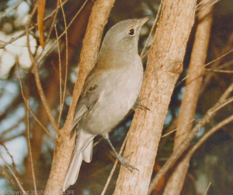 Grey Shrike-thrush | Colluricincla harmonica photo