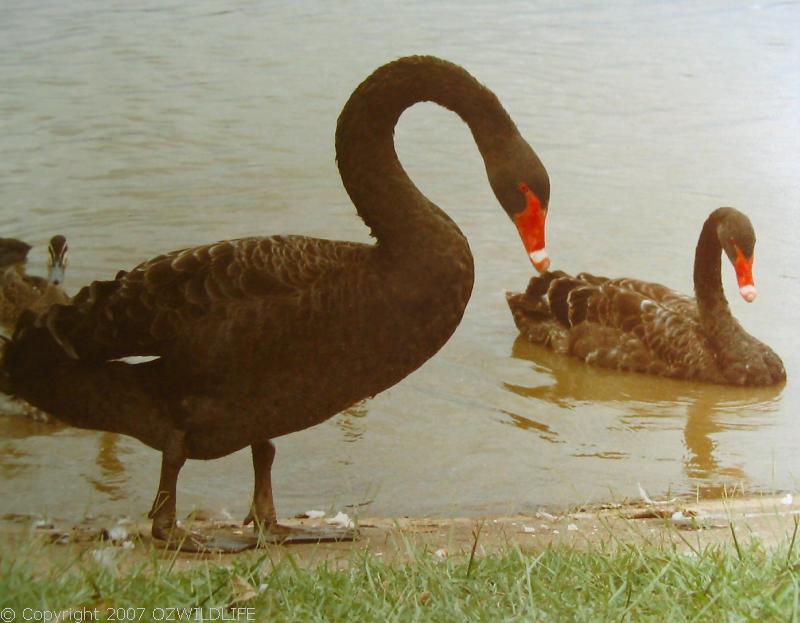 Black Swan | Cygnus atratus photo