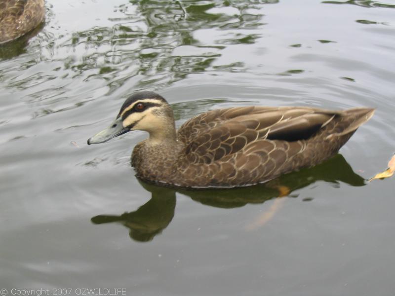 Pacific Black Duck | Anas superciliosa photo