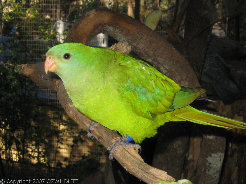Superb Parrot | Polytelis swainsonii photo