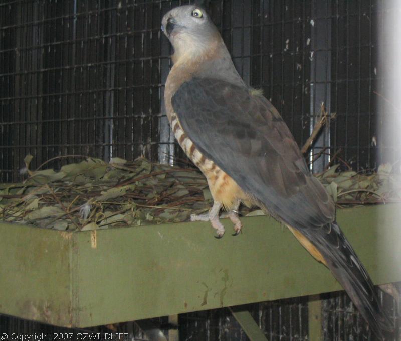 Crested Hawk | Aviceda subcristata photo