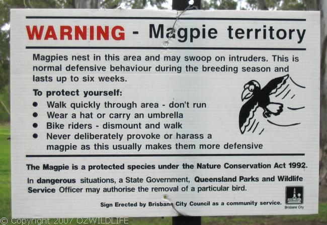 Australian Magpie | Gymnorhina tibicen photo