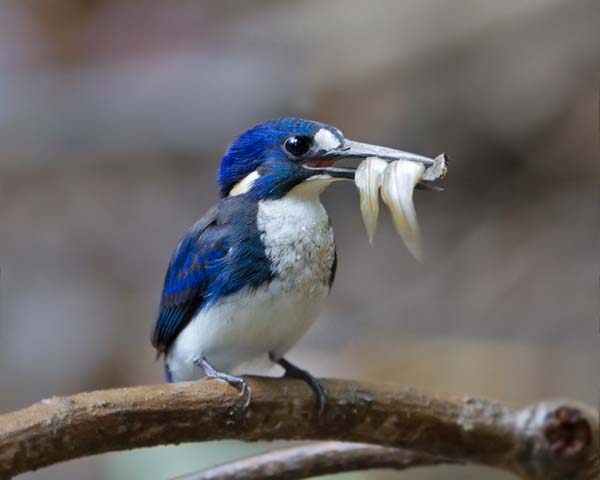 Little Kingfisher | Alcedo pusilla photo