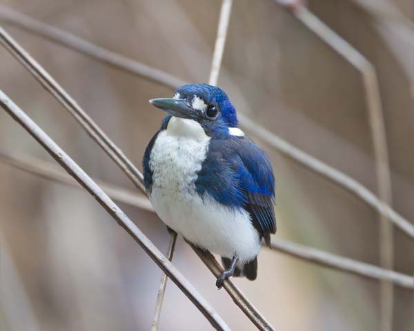 Little Kingfisher | Alcedo pusilla photo