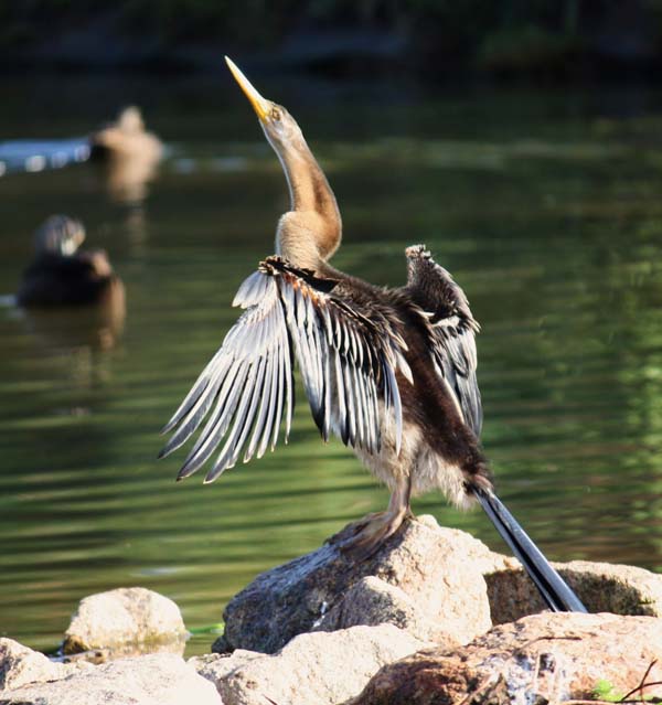 Darter | Anhinga melanogaster photo