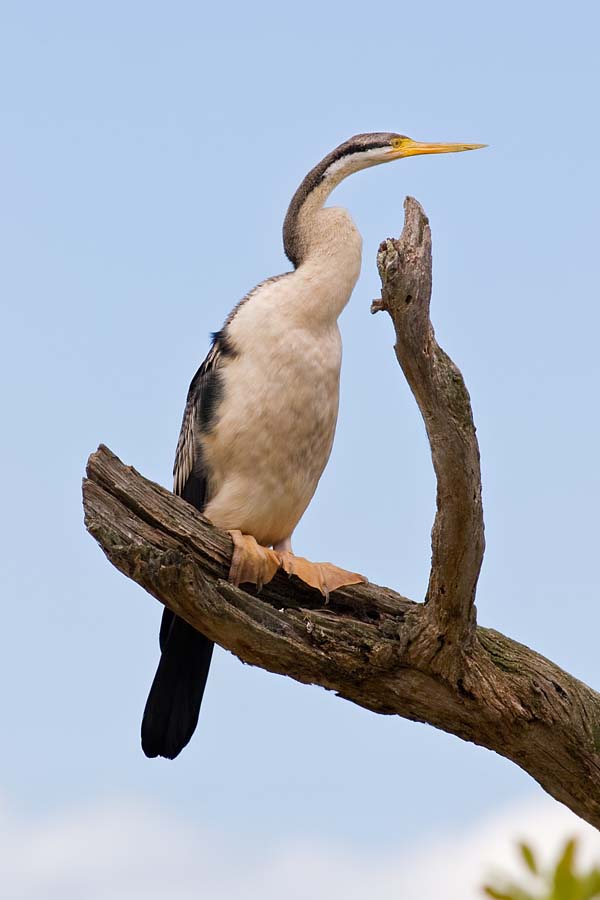 Darter | Anhinga melanogaster photo