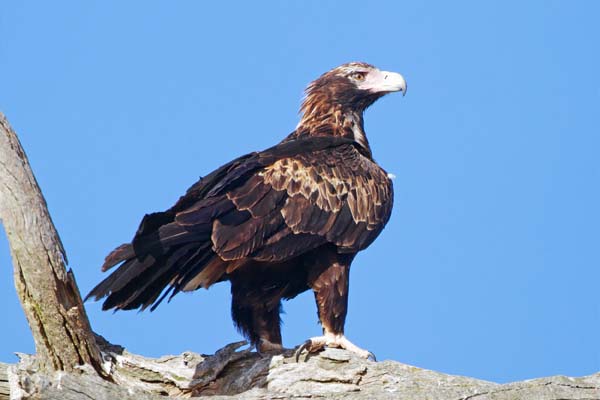 Wedge-tailed Eagle | Aquila audax photo
