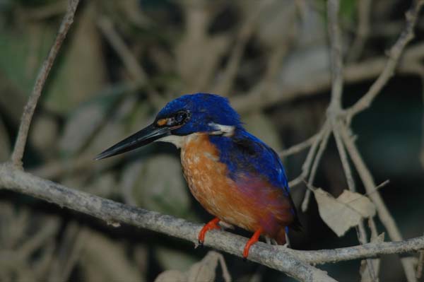 Azure Kingfisher | Alcedo azurea photo