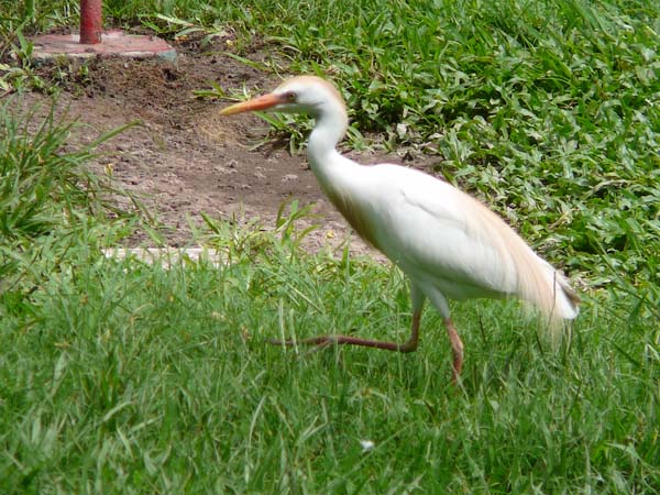 Cattle Egret | Ardea ibis photo