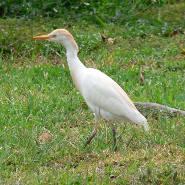 Cattle Egret | Ardea ibis photo