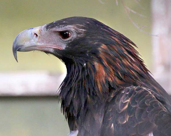 Wedge-tailed Eagle | Aquila audax photo