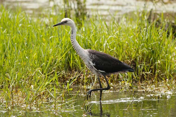 Pacific Heron | Ardea pacifica photo