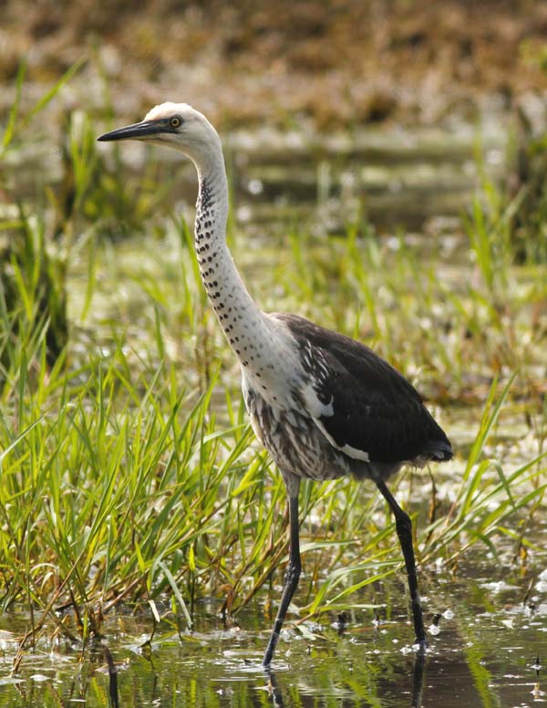 Pacific Heron | Ardea pacifica photo