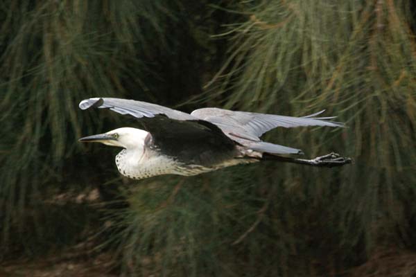 Pacific Heron | Ardea pacifica photo