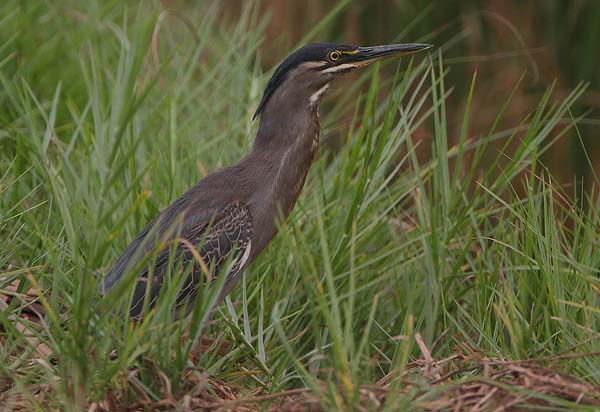 Striated Heron | Butorides striatus photo