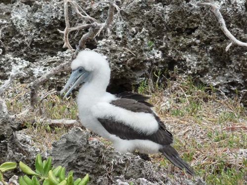 Abbotts Booby | Papasula abbotti photo