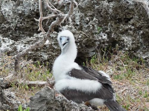 Abbotts Booby | Papasula abbotti photo